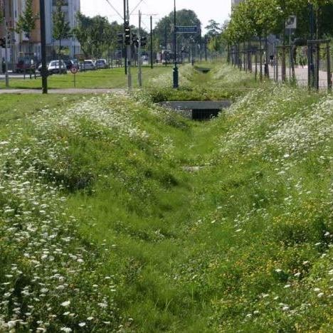 Water Trench